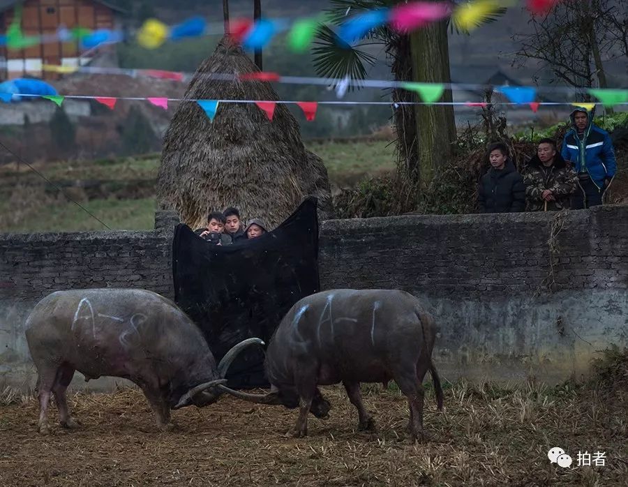 贵州斗牛大赛，震撼人心的视觉盛宴狂欢